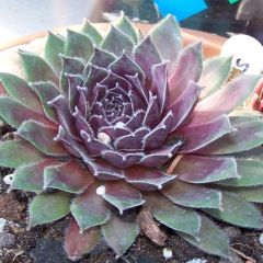 Sempervivum Pilatus - Huislook