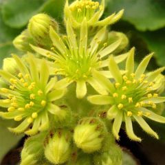 Sempervivum ciliosum var. borisii - Huislook