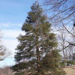 Sequoiadendron giganteum - Mammoetboom