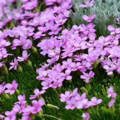 Silene acaulis - Stengelloze silene