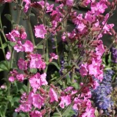 Silene robotii Rollies Favorite - Dagkoekoeksbloem