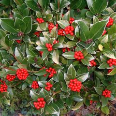 Skimmia reevesiana - Japanse skimmia