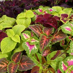 Coleus Wizard Mixed (zaad) - Siernetel