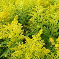Solidago Golden Mosa - Guldenroede