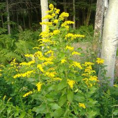 Solidago rugosa - Guldenroede