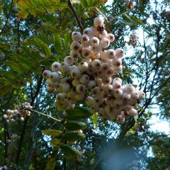 Sorbus cashmiriana - Lijsterbes