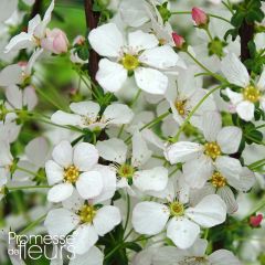 Spiraea thunbergii Fujino Pink - Spierstruik