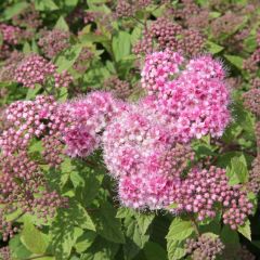 Spiraea japonica Nana - Spierstruik