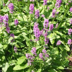 Stachys monieri Hummelo - Andoorn