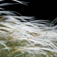 Stipa pennata - Vedergras