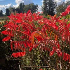 Rhus typhina - Fluweelboom