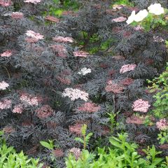Sambucus nigra Black Lace - Gewone vlier