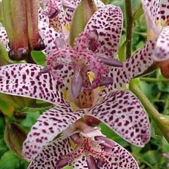 Tricyrtis hirta Miyazaki - Paddenlelie