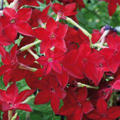 Nicotiana sanderae Perfume Red - Siertabak