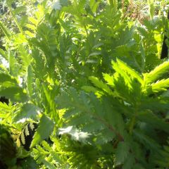 Boerenwormkruid - Tanacetum vulgare