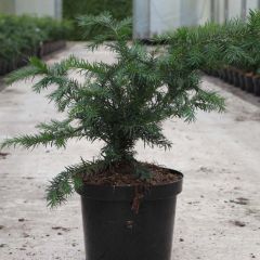 Taxus baccata Repandens - Venijnboom