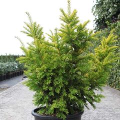 Taxus baccata Semperaurea - Venijnboom