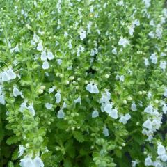 Teucrium chamaedrys Alba - Echte gamander