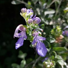 Teucrium fruticans Azureum - Gamander