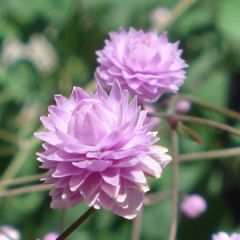 Thalictrum delavayi Hewitt's Double - Chinese ruit
