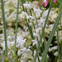 Thalictrum delavayi Splendide Album - Chinese ruit