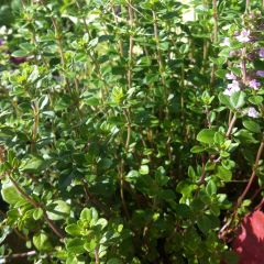 Citroentijm BIO - Thymus citriodorus