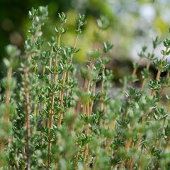 Echte tijm - Thymus vulgaris