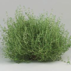 Sinaasappeltijm Fragrantissimus (jonge planten) - Thymus vulgaris