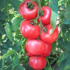 Tomaat Honey Moon F1 (jonge planten)