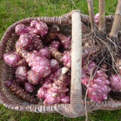 Aardpeer Roses BIO (jonge planten in kweekpotjes)