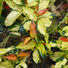 Trachelospermum asiaticum Ogon-Nishiki - Japanse sterjasmijn