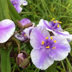 Tradescantia andersoniana Bilberry Ice - Eendagsbloem
