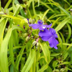 Tradescantia andersoniana Sweet Kate - Eendagsbloem