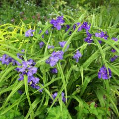 Tradescantia virginiana Zwanenburg Blue - Eendagsbloem