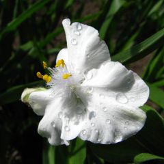 Tradescantia andersoniana Innocence - Eendagsbloem