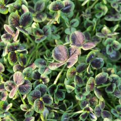 Trifolium repens Pentaphyllum - Witte klaver