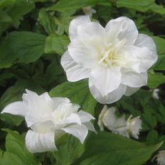 Trillium grandiflorum Flore Pleno - Drieblad