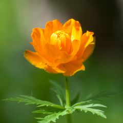 Trollius asiaticus - Kogelbloem