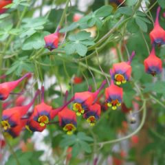 Tropaeolum tricolor - Chileense knolklimmer