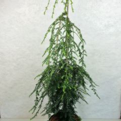Tsuga canadensis Pendula - Oostelijke hemlockspar