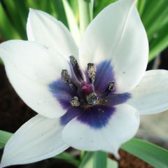 Tulipa humilis Albocaerula Oculata - Dwergtulp