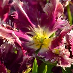 Tulipa Mysterious Parrot - Papegaaitulp
