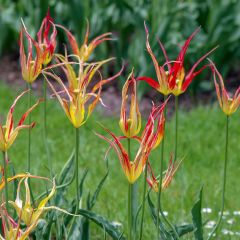 Tulipa acuminata - botanische tulp