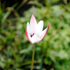 Tulipa clusiana Peppermint Stick - botanische tulp