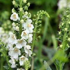Verbascum phoeniceum Flush of White - Paarse toorts