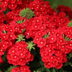 Verbena Superbena Royale Red - Hangverbena