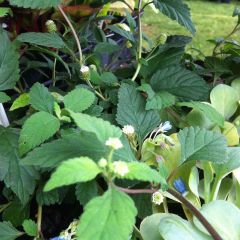 Honingverbena BIO - Lippia dulcis