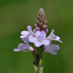 IJzerhard BIO