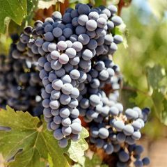 Druif Cabernet Sauvignon