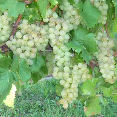 Druif Gouden Chasselas